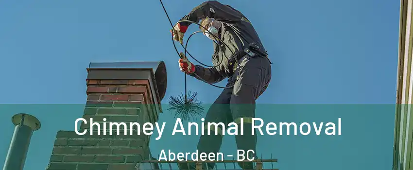 Chimney Animal Removal Aberdeen - BC