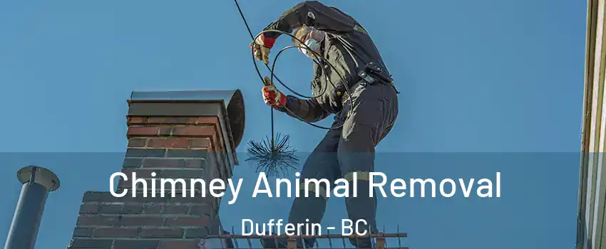 Chimney Animal Removal Dufferin - BC